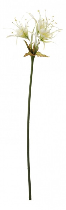 Цветок  Лилия кучерявая 58016900 [2798438] 