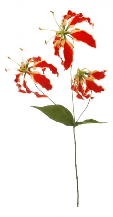 Цветок  Орхидея кучерявая 58019600 [2798449] 