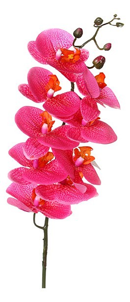 Цветок  Орхидея 23-280 [2816014] 