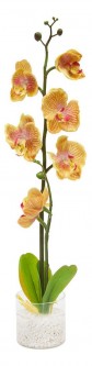 Растение в горшке Орхидея PL307 06262 [2812267]