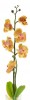 Растение в горшке Орхидея PL307 06262 [2812267] - 