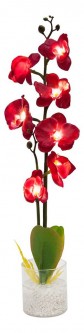 Растение в горшке Орхидея PL307 06260 [2812268]