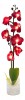 Растение в горшке Орхидея PL307 06260 [2812268] - 