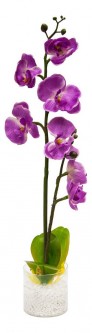 Растение в горшке Орхидея PL307 06263 [2812269]