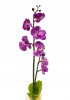 Растение в горшке Орхидея PL307 06263 [2812269] - 