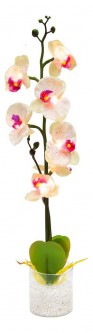 Растение в горшке Орхидея PL307 06261 [2812270]