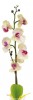 Растение в горшке Орхидея PL307 06261 [2812270] - 