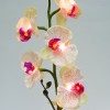 Растение в горшке Орхидея PL307 06261 [2812270] - 